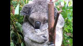 Crazy Koala Facts