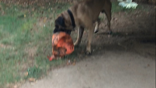 Gunner my English Mastiff playing with his "indestructible" Varsity ball!