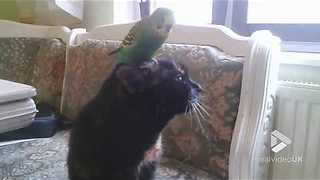 Budgie tap dances on cats head || Viral Video UK
