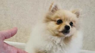 Dog is transfixed by washing machine