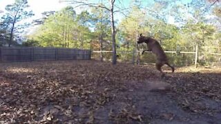 Denne hunden feilet fullstendig da den prøvde å fange en ball!