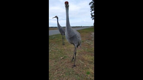 Sandhill Crane