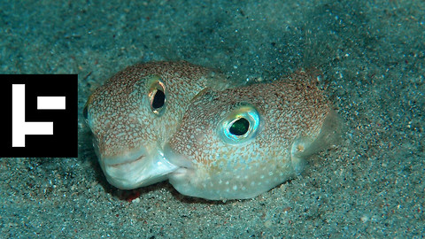 The Japanese Pufferfish Lets Its Art Do The Talking During Mating Season