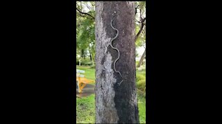 The snake is climbing the tree