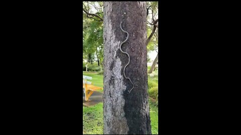 The snake is climbing the tree