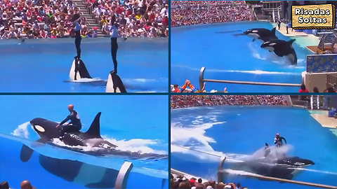 A phenomenal spectacle with orca whales