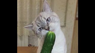 Gato descobre o seu novo snack favorito: pepino!
