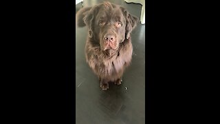 Talented Newfoundland performs ecstatic circle for tasty banana