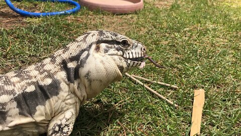 Dino the Tegu eats rodent