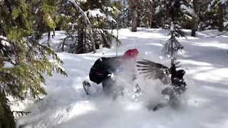 Gallo cedrone nascosto sotto la neve