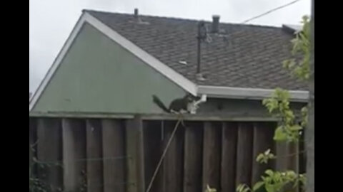Squirrel unties and steals rope