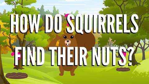 How Do Squirrels Find Their Nuts?