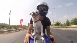 Cão adora andar de mota com o seu dono