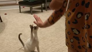 Kitten learns to sit and give high-five