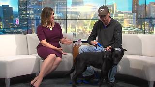 Pet of the Week: Preston