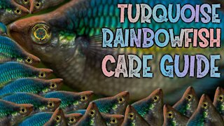 TURQUOISE RAINBOWFISH - SPECIES PROFILE