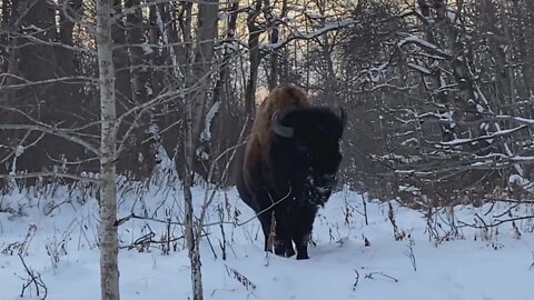 Winter in Alberta, Canada #shorts