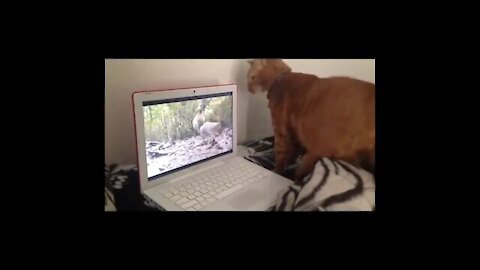 The cat has seen the squirrel in the laptop and is looking for it
