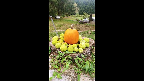 Pumpkins and Osage Oranges
