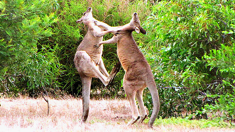kangaroo The Best is a fighter। They are Awesome powerful।
