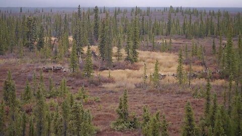 Caribou off Denali Highway, Alaska (September 2019)