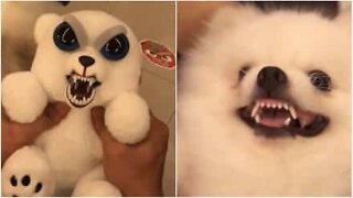 Cute or scary? Toy or real dog?