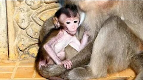 The baby monkey is hungry! The baby is sucking on breast milk