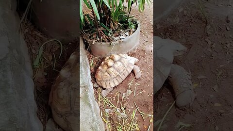 #African Spurred #Tortoises