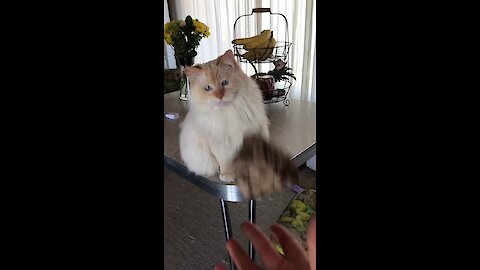 Ragdoll Cat Has Amazing Catching Skills!