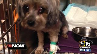 Phoenix family's quick thinking saves dog from coyote attack