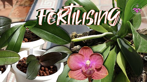 Phalaenopsis Orchid Fertilizing Guide: Humidity & Media Matters in ALL Set Ups #ninjaorchids