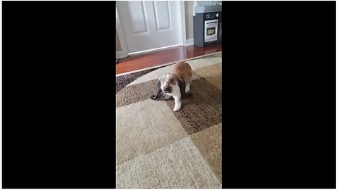 Rabbit flips gigantic ears in epic slow motion