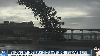 Strong winds pushing over Christmas Tree in Ocean Beach