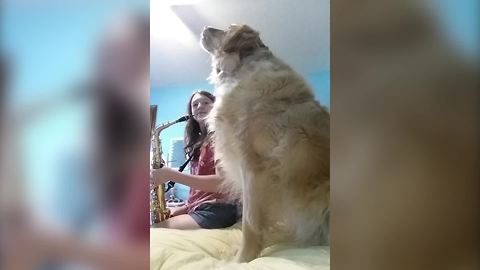 Golden Retriever Howls Along With A Saxophone