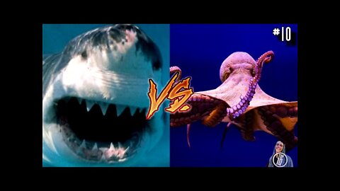 14 CRAZIEST Animal Fights Caught On Camera 2022 ! Animal Fight Viral