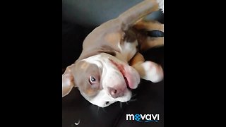 Crazy Puppy Makes Totally Ridiculous Noises