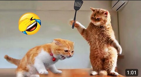 cat funny video in the world | cat funny | dog funny video