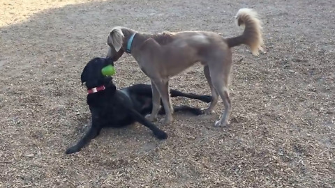 Labrador flaunts ball in his mouth, goads buddy into taking it