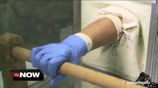 Pools of mosquitoes trapped in Sarasota County test positive for West Nile Virus