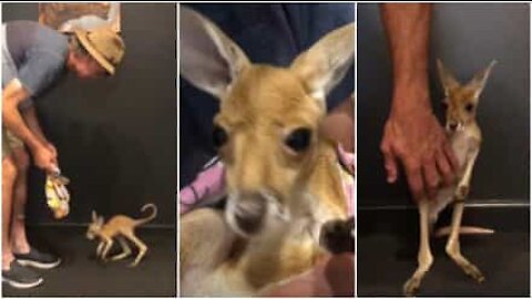 Päivän suloisin video! Kengurunpoikanen ottaa ensimmäiset askeleensa australialaisessa kengurunsuojelulaitoksessa
