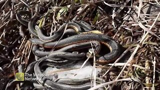 Snakes emerge from the ground after hibernation
