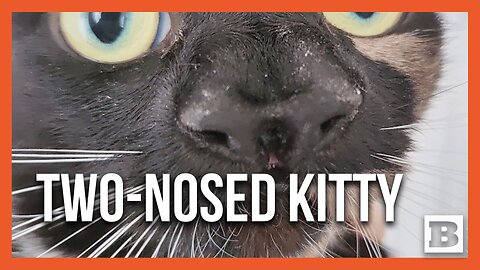 Nanny McPhee of the Feline World: Meet the Two-Nosed Wonder Cat!