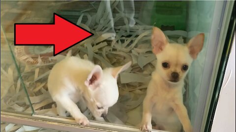 Two Cute Chihuahua Puppies dog.