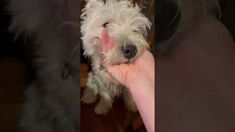 Face Massage Addict #dogs #Westie #shortvideo #funny