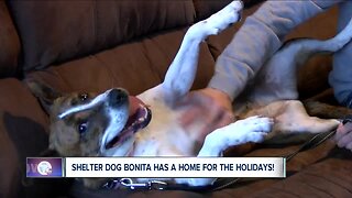 Shelter dog adopted just in time for Christmas is loving her new home