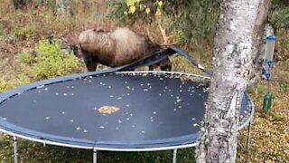 Un orignal s'attaque à un trampoline