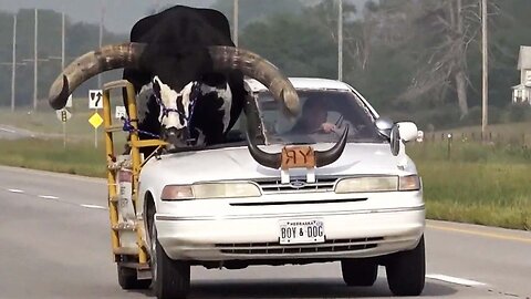 Driver With Giant Bull in Passenger Seat Pulled Over by Cops You Won't Believe What Happens Next