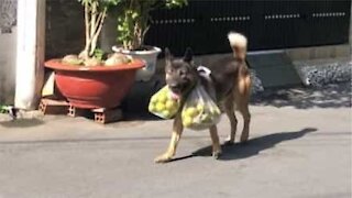 Cachorro ajuda a carregar as compras de casa!