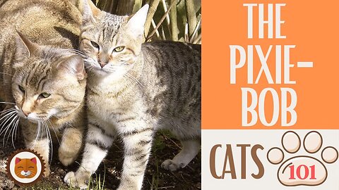 🐱 Cats 101 🐱 PIXIE-BOB CAT - Top Cat Facts about the PIXIE-BOB