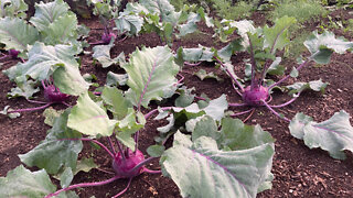 The Detrimental Effects Of Kohlrabi In Companion Planting